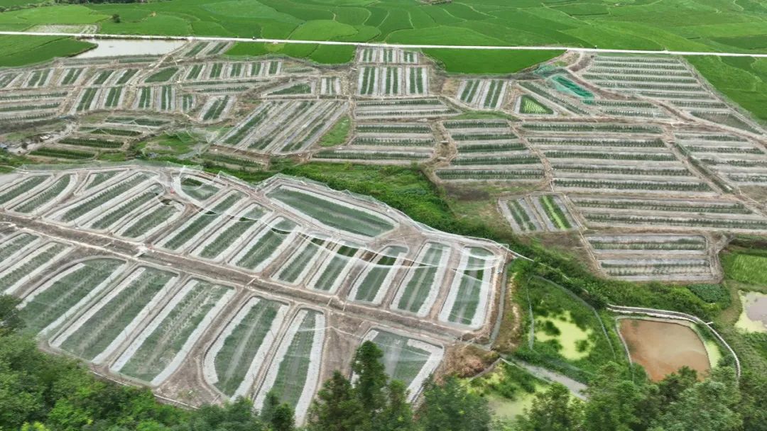 錦屏:稻田養蛙 走出產業致富新路子