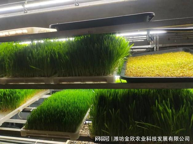 金欣農業改裝式水培牧草不同于傳統土壤養殖