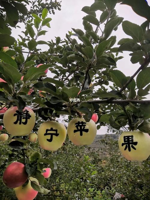 甘肅靜寧雷大梁果二代,從事種植,養殖,推廣家鄉農畜產品 雷大梁海拔